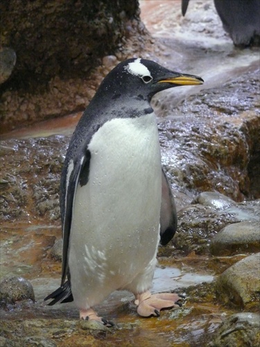 Tučniak