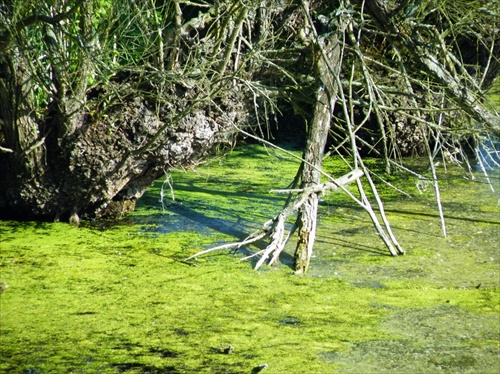 Žitava