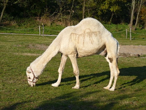 biely kôň s hrbom