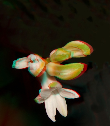 3D hyacint