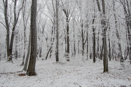 les v zime
