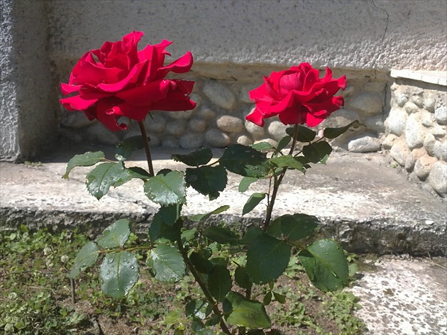 ruže na chate