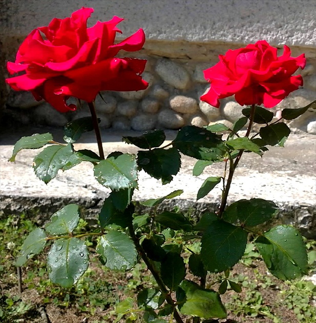 ruže na chate II