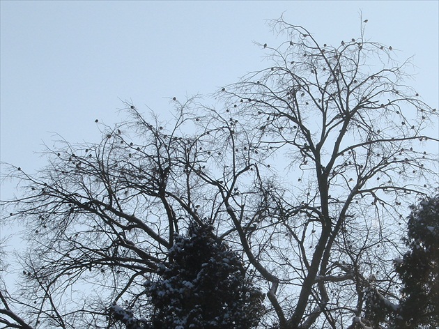 Vtáči strom