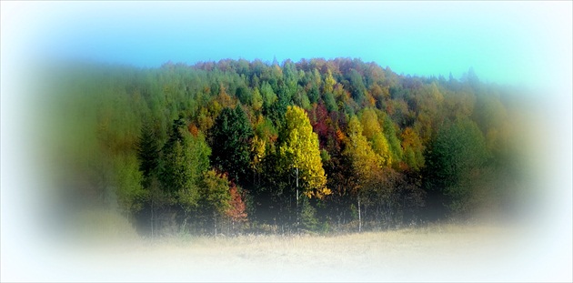 colours of the forest...