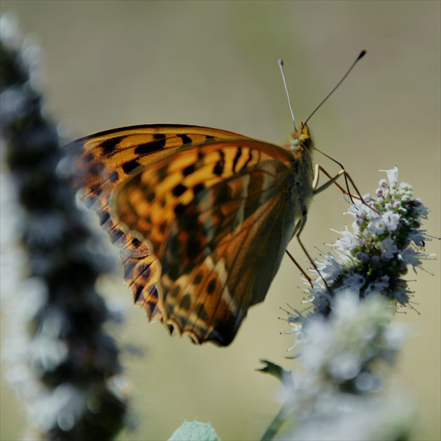 motyl