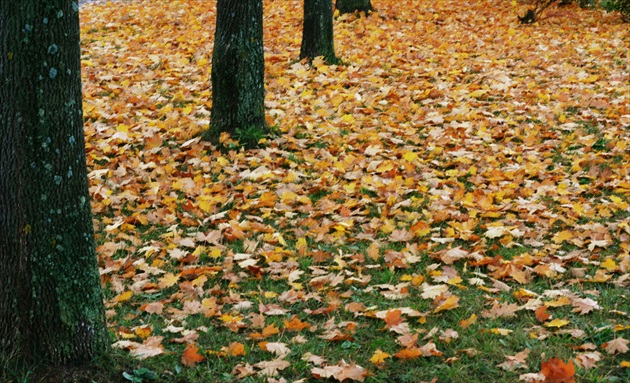 jesenný koberec