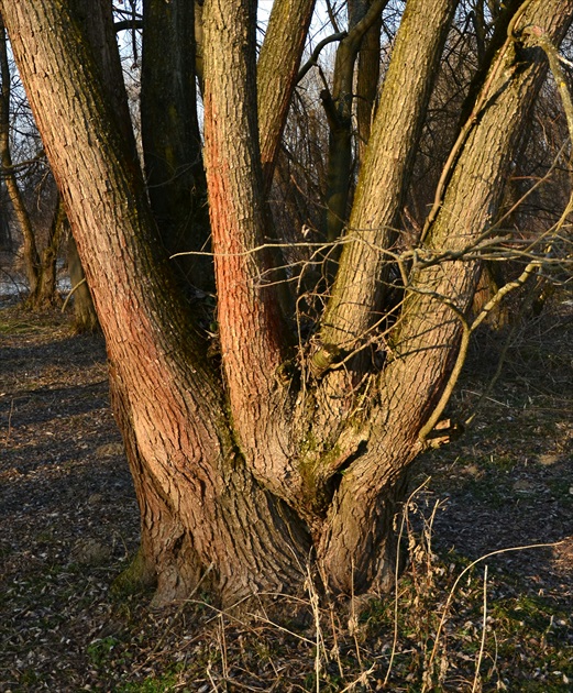 korene či kmene ?...