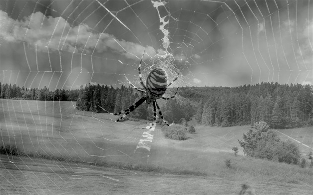Keď pavúk svoje siete dotká