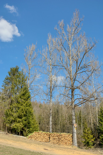 čakala sa tuhšia zima,asi...