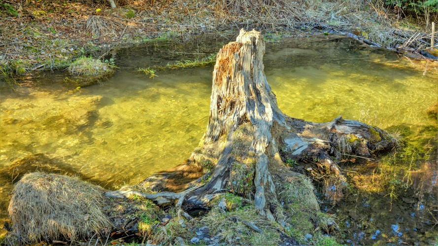 lesná voda je čistá