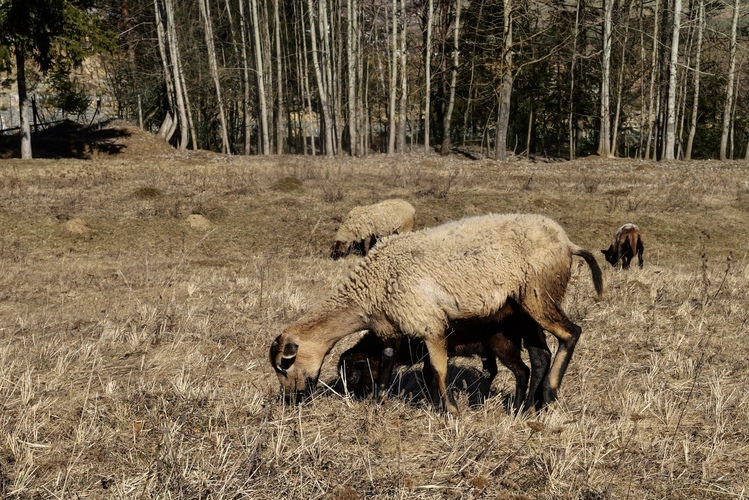 prvá skromná paša