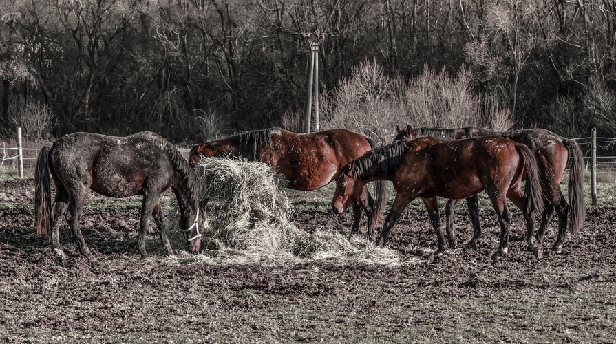 o koňoch a …