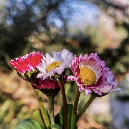 Veľkonočné sedmokrásky