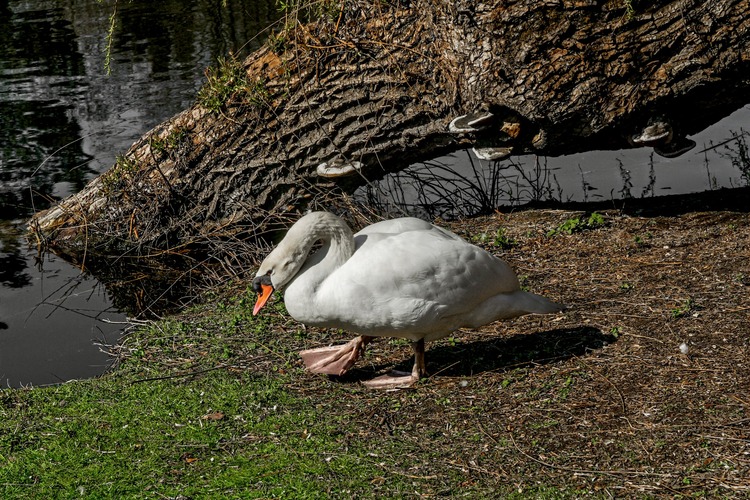 vykročiť tou správnou “plutvou”