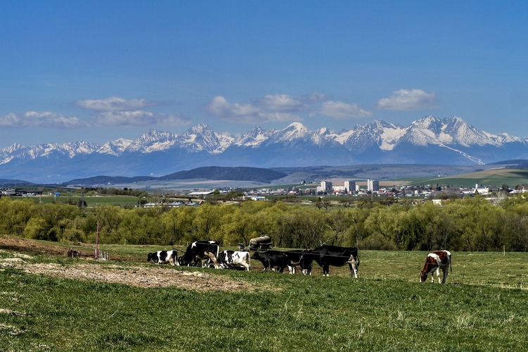doma máme kvalitu…