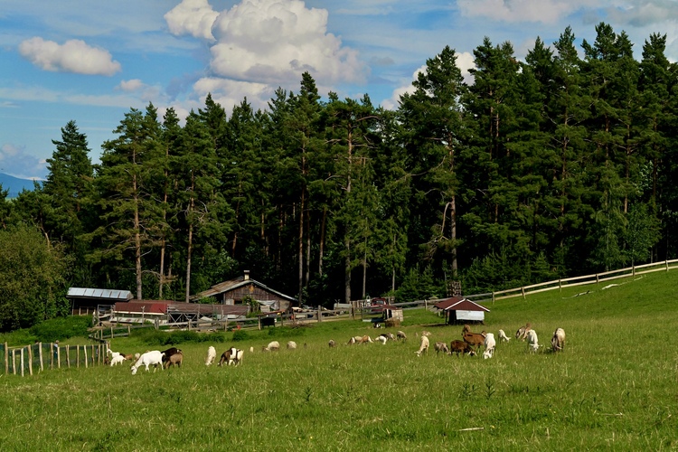 salaš