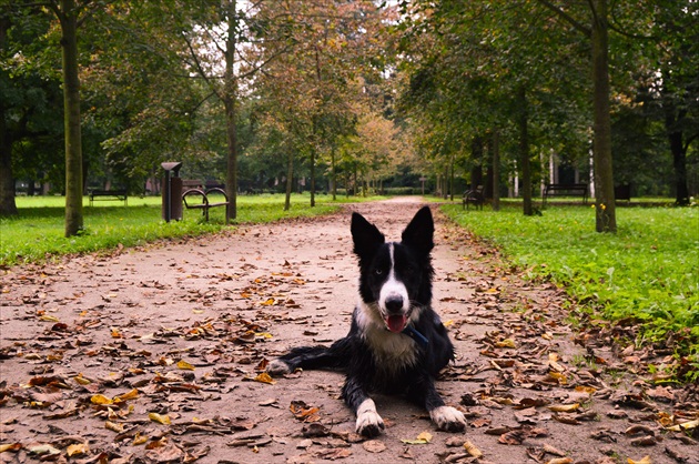 Pes v parku