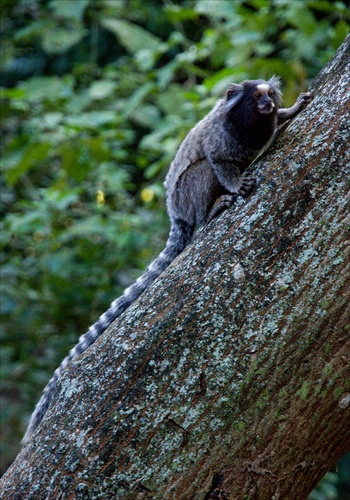 Callithrix jacchus (Common Marmoset)