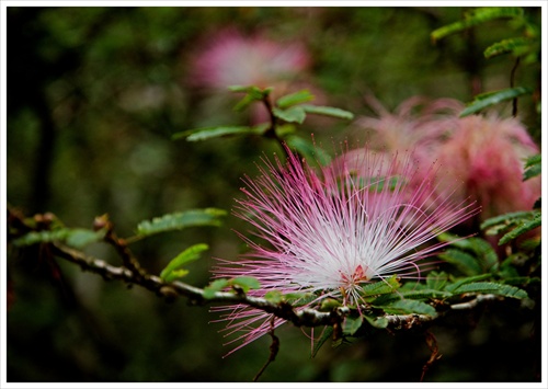 Calliandra Tweedii