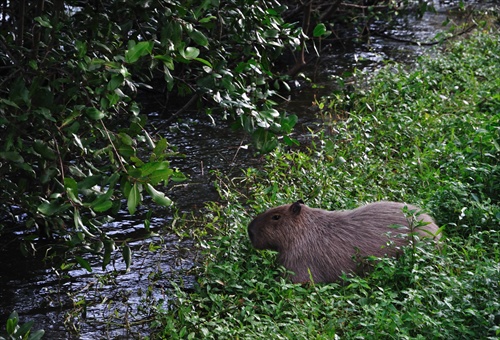 Capivara