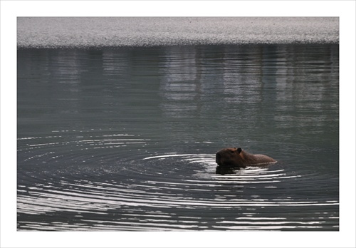 Capivara