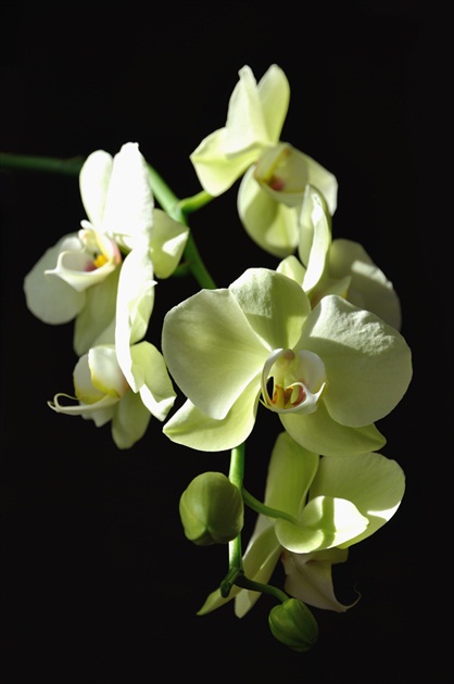 Vikinkina orchidea