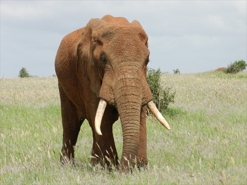 slon v NP Tsavo