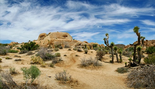 Joshua Tree