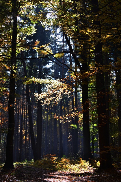 svetlo v lese
