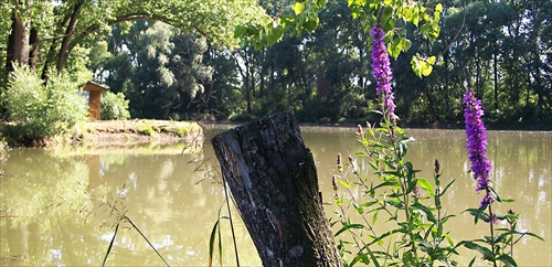 Rybník Budkovany