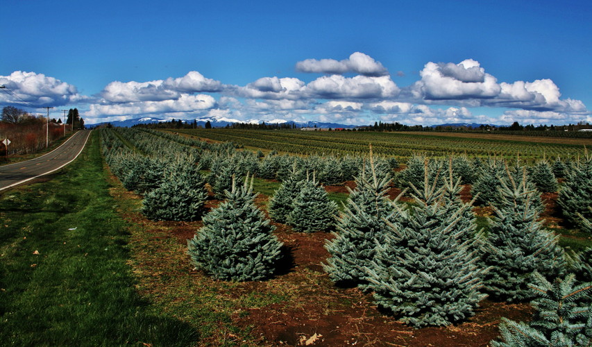 Pre Lubi - Farma s Vianočnými stromčekami...