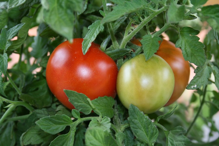 Naše paradajky - Originálna fotografia - Bez úpravy...