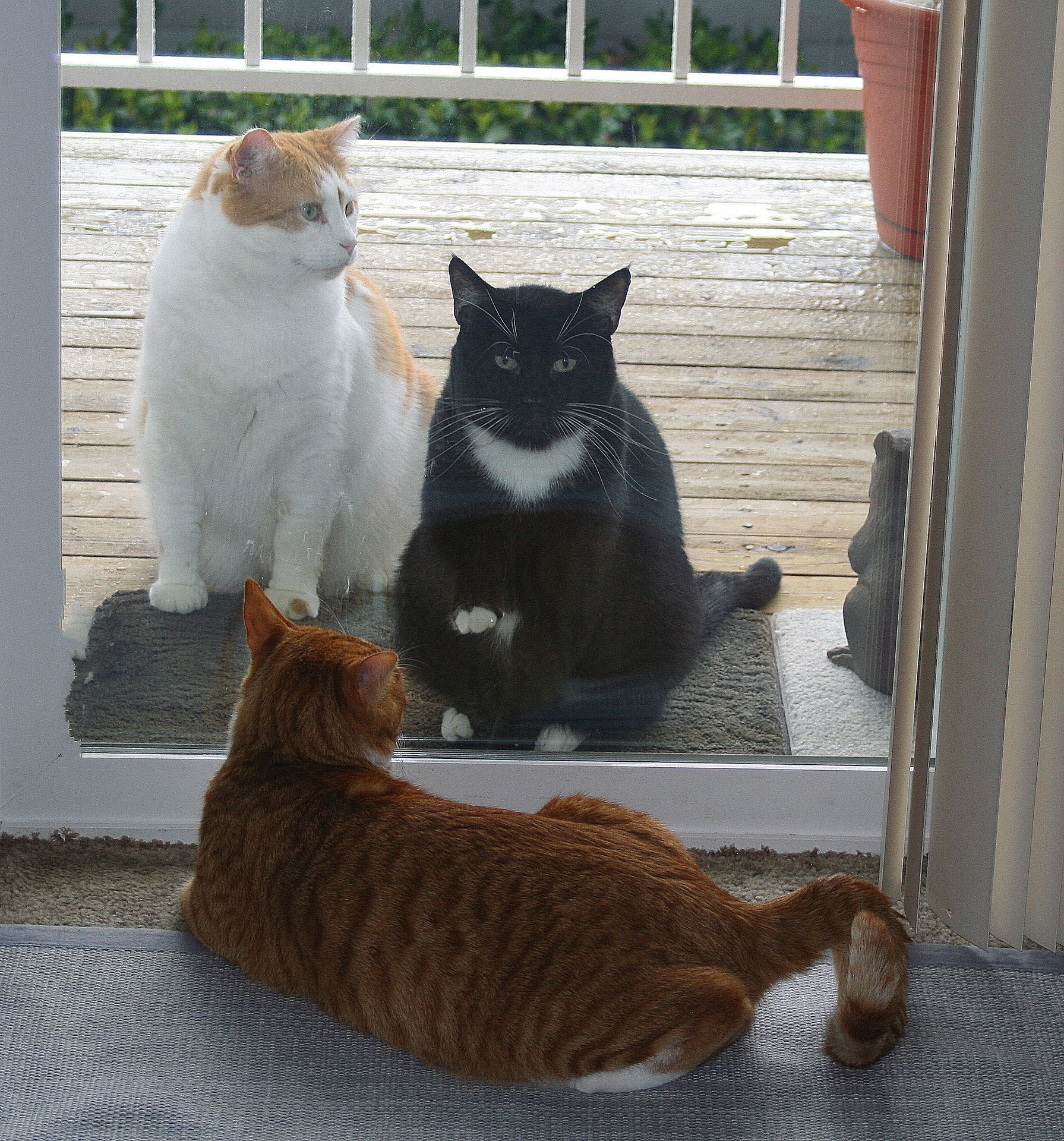Frankie, pusti nás dovnútra, lebo vonku prší!  18.04. 2007