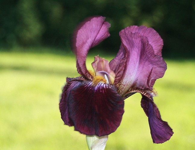 " Tall Bearded Iris Storrington "...