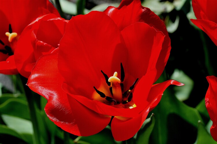 Tulipán...