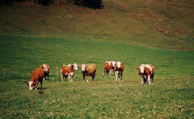  Rakúske Milky... 16. septembra 1986