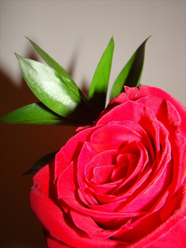 Ruža III