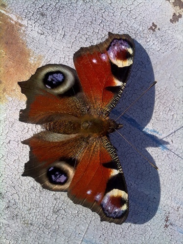 Motýľ z