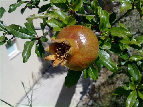 granátové jablko...z