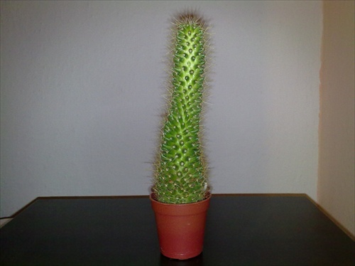 kaktus    Z:-)