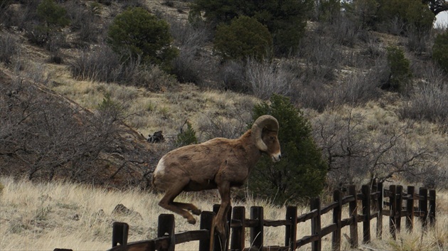 Ovca hruborohá - Bighorn sheep 02