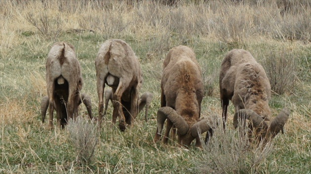 Ovca hruborohá - Bighorn sheep 03