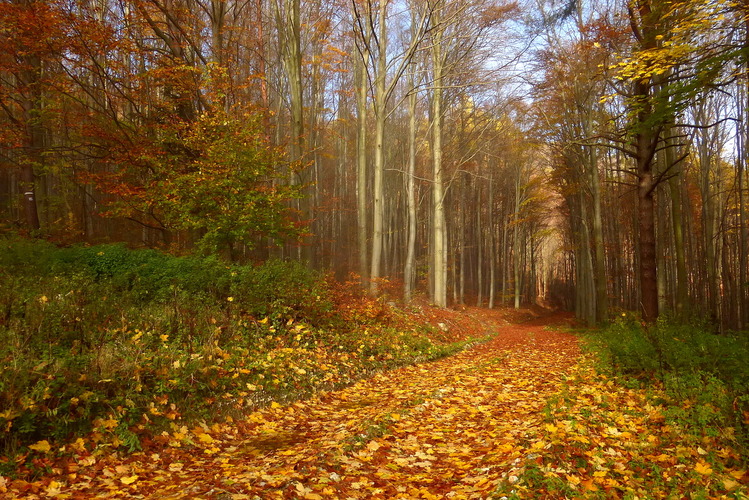 Čaro jesenného lesa