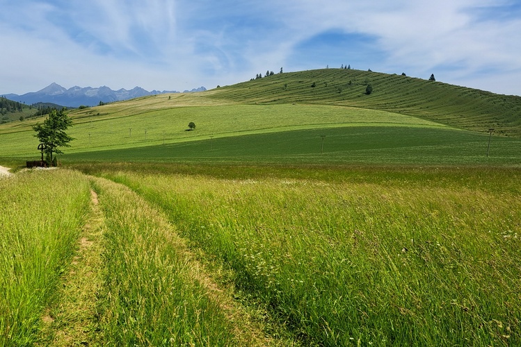 Odtiene zelenej
