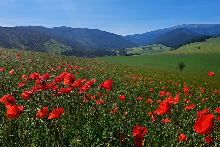 Letná idylka