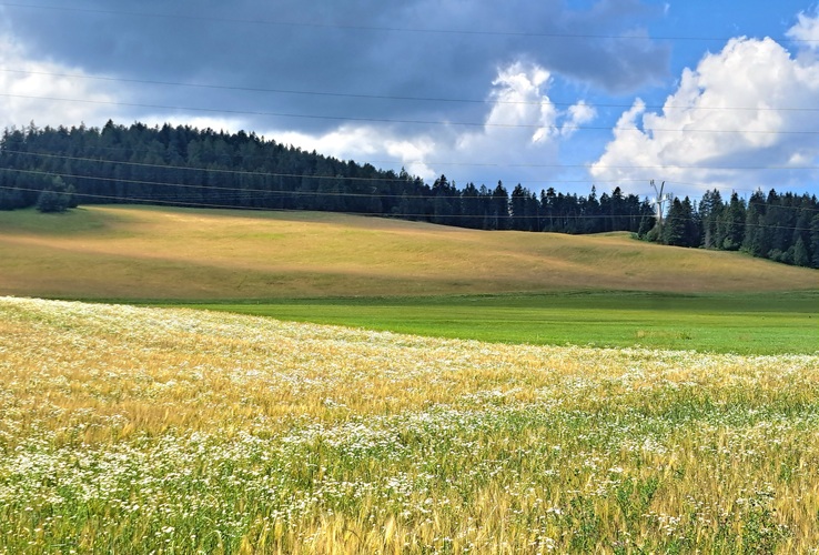 Linie a tienohra