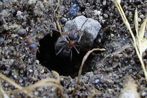 mravcek