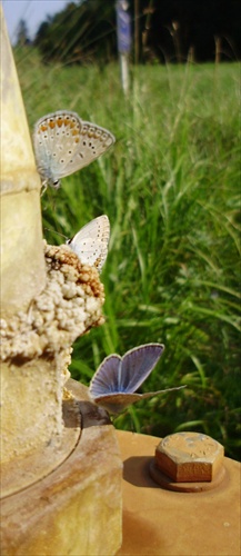 Motýle 3