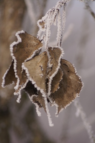 Listy v zime
